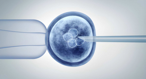 Cellule germinali da staminali: nuovo passo contro l�infertilit�